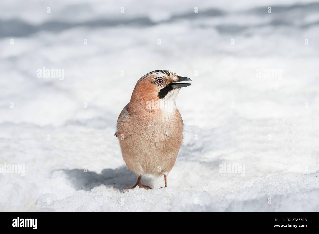 Un oiseau du genre Jay de la famille des corvidés de l'ordre des Passeriformes dans la forêt d'hiver Banque D'Images