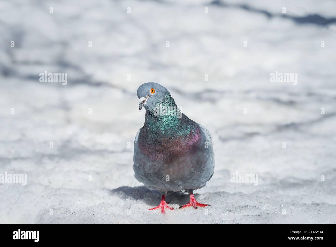 Un pigeon domestique sur neige blanche en hiver. Oiseaux urbains dans la neige.Un pigeon bleu Banque D'Images