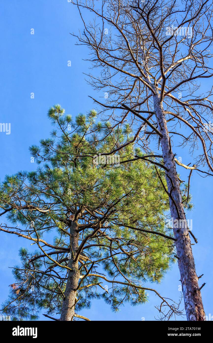 Pin Against Tree Diseased pine trees Banque de photographies et d’images à haute ...