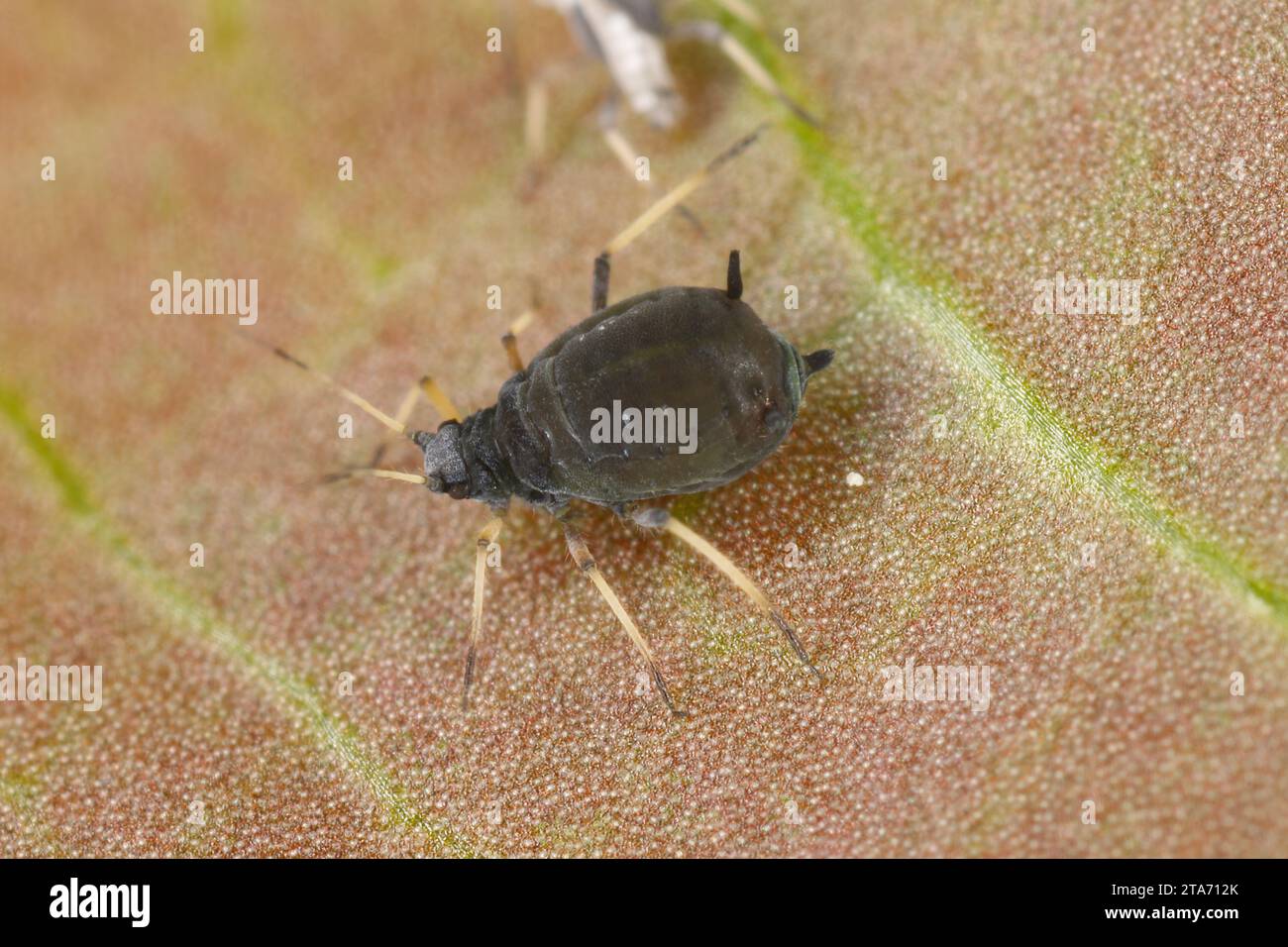 Le puceron d'APHIS fabae (puceron du haricot noir). Un individu sans ailes sur une plante. Banque D'Images