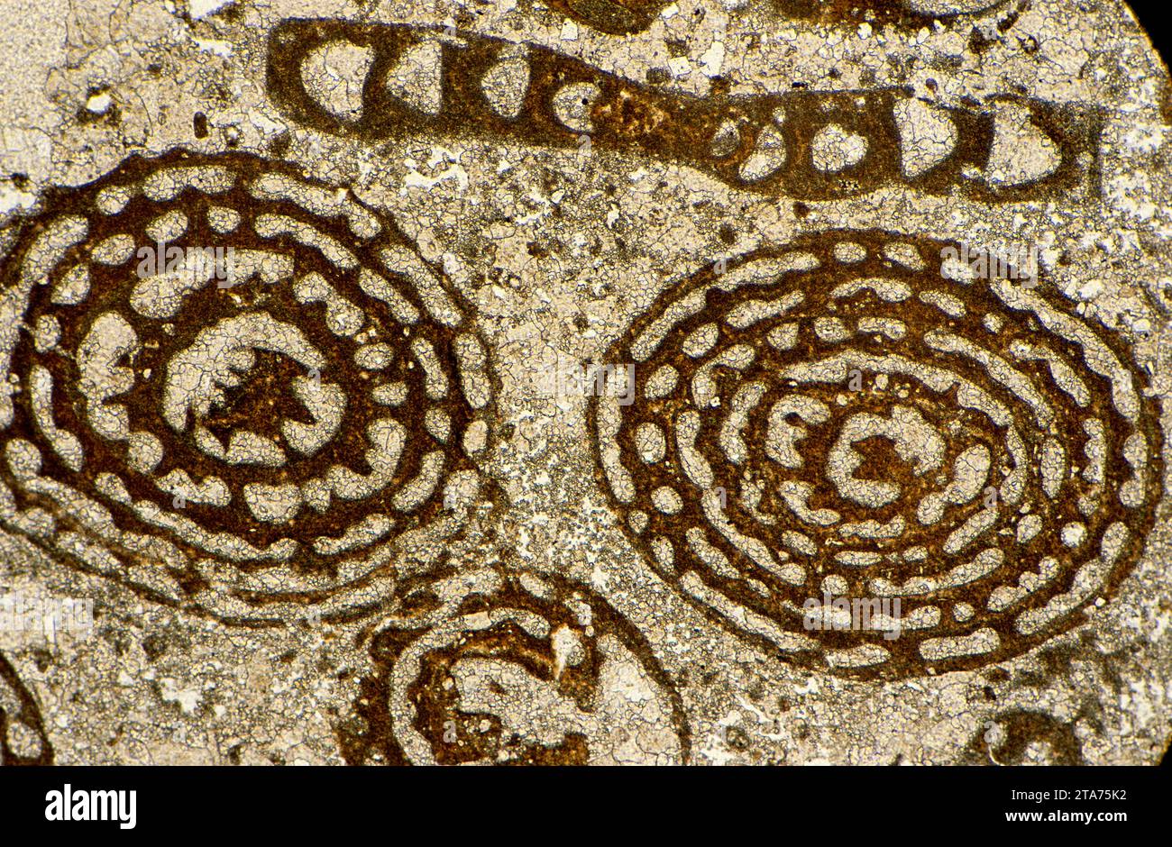 Nummulites fossiles, section mince. Microscope optique. Agrandissement X20. Banque D'Images