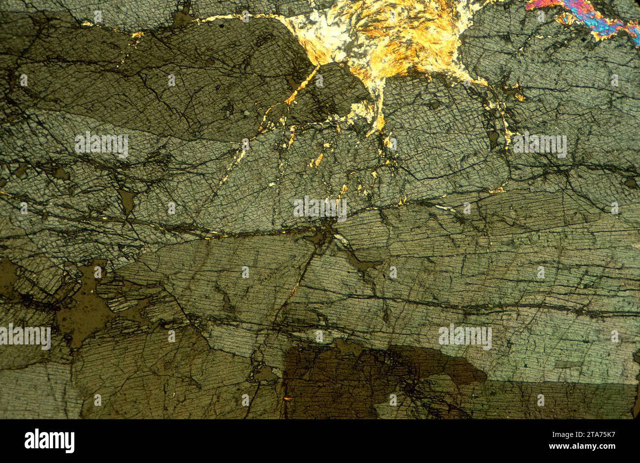 L'andalousite est un minéral nésosilicaté d'aluminium. Photomicrographe, section mince, lumière polarisée. Banque D'Images