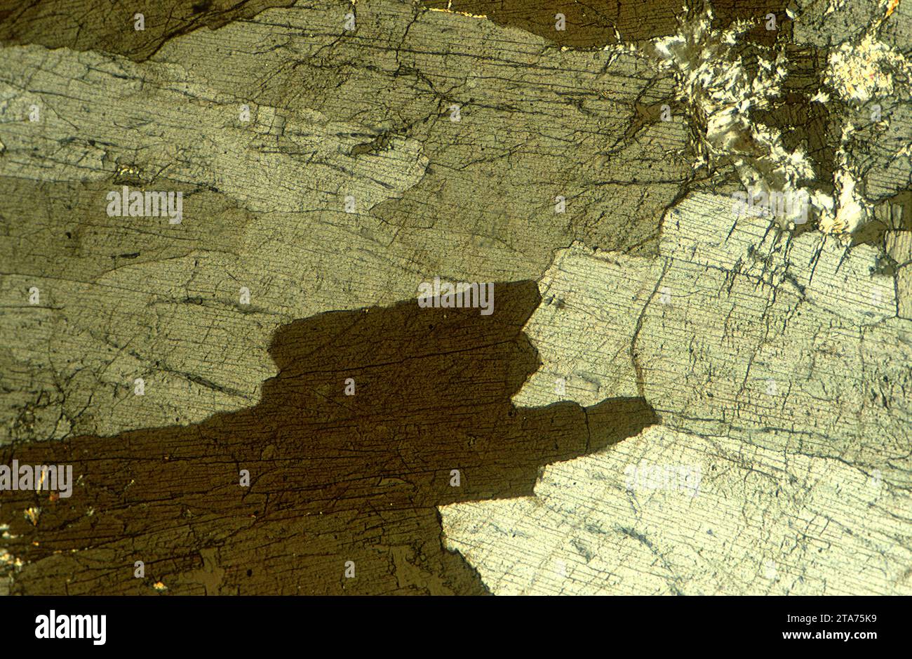 L'andalousite est un minéral nésosilicaté d'aluminium. Photomicrographe, section mince, lumière polarisée. Banque D'Images