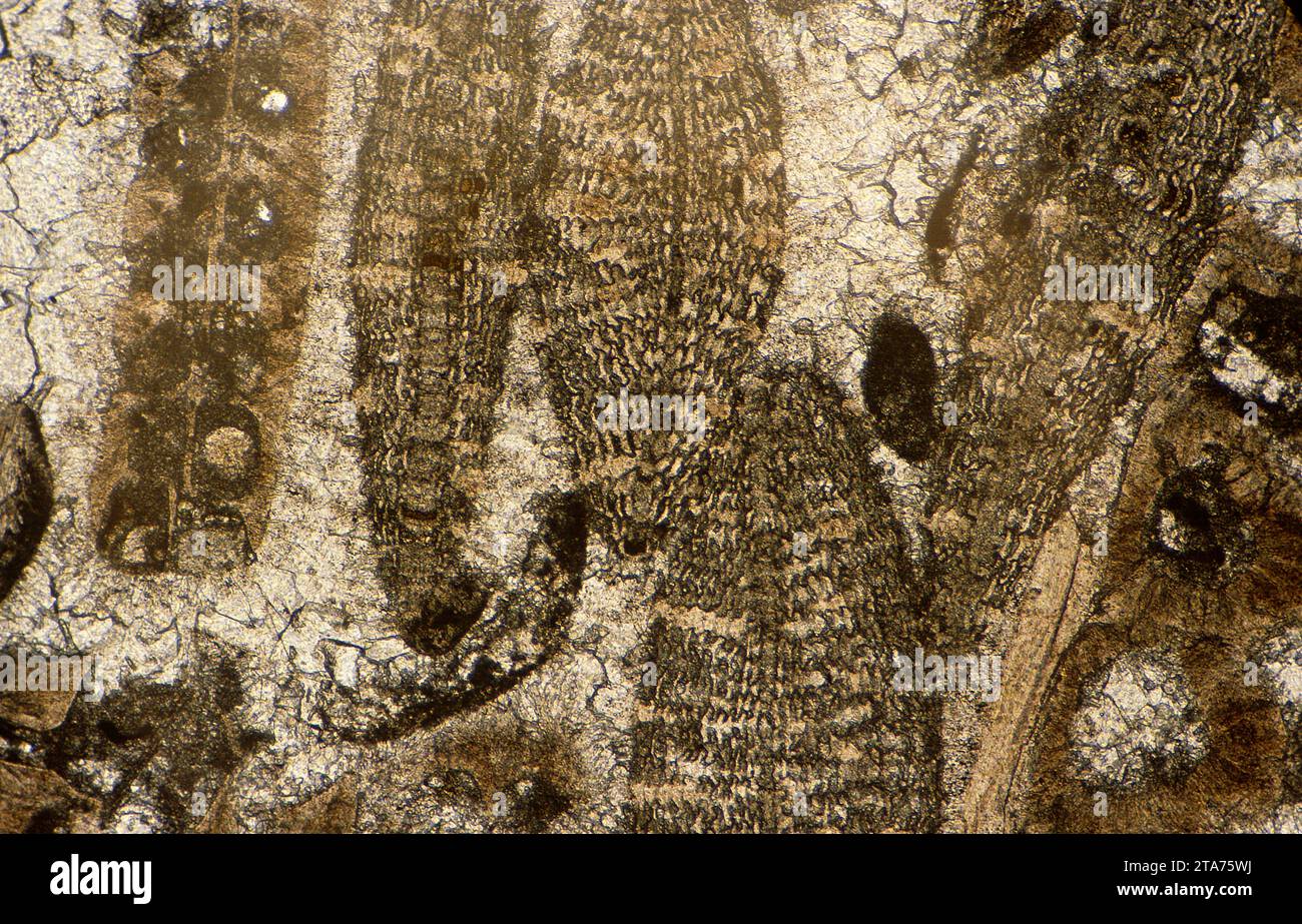 Calcaire avec Alveolina, un foraminifère éteint. Photomicrographe, section mince, lumière polarisée. Banque D'Images