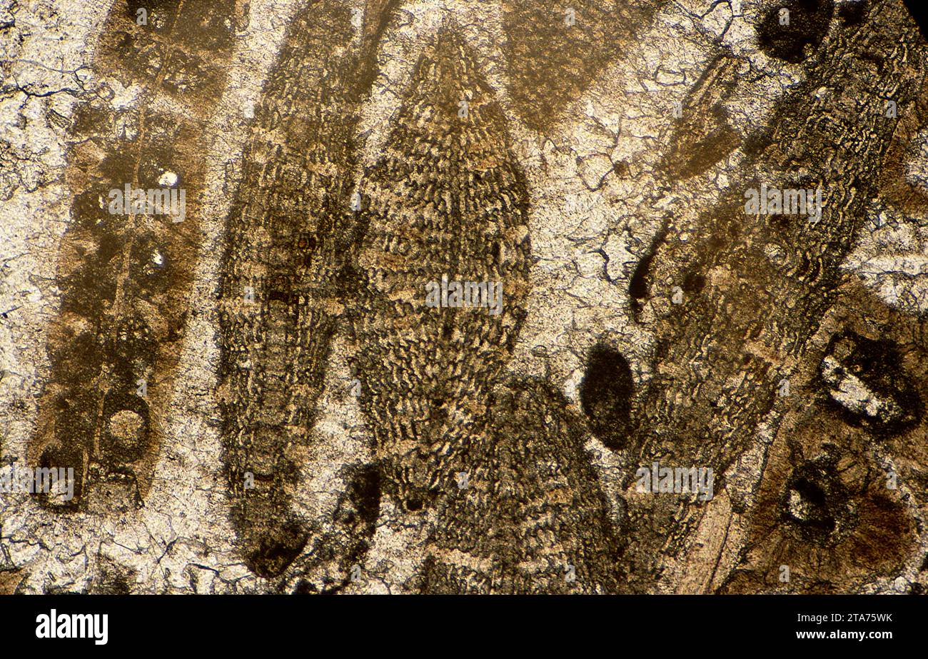 Calcaire avec Alveolina, un foraminifère éteint. Photomicrographe, section mince, lumière polarisée. Banque D'Images