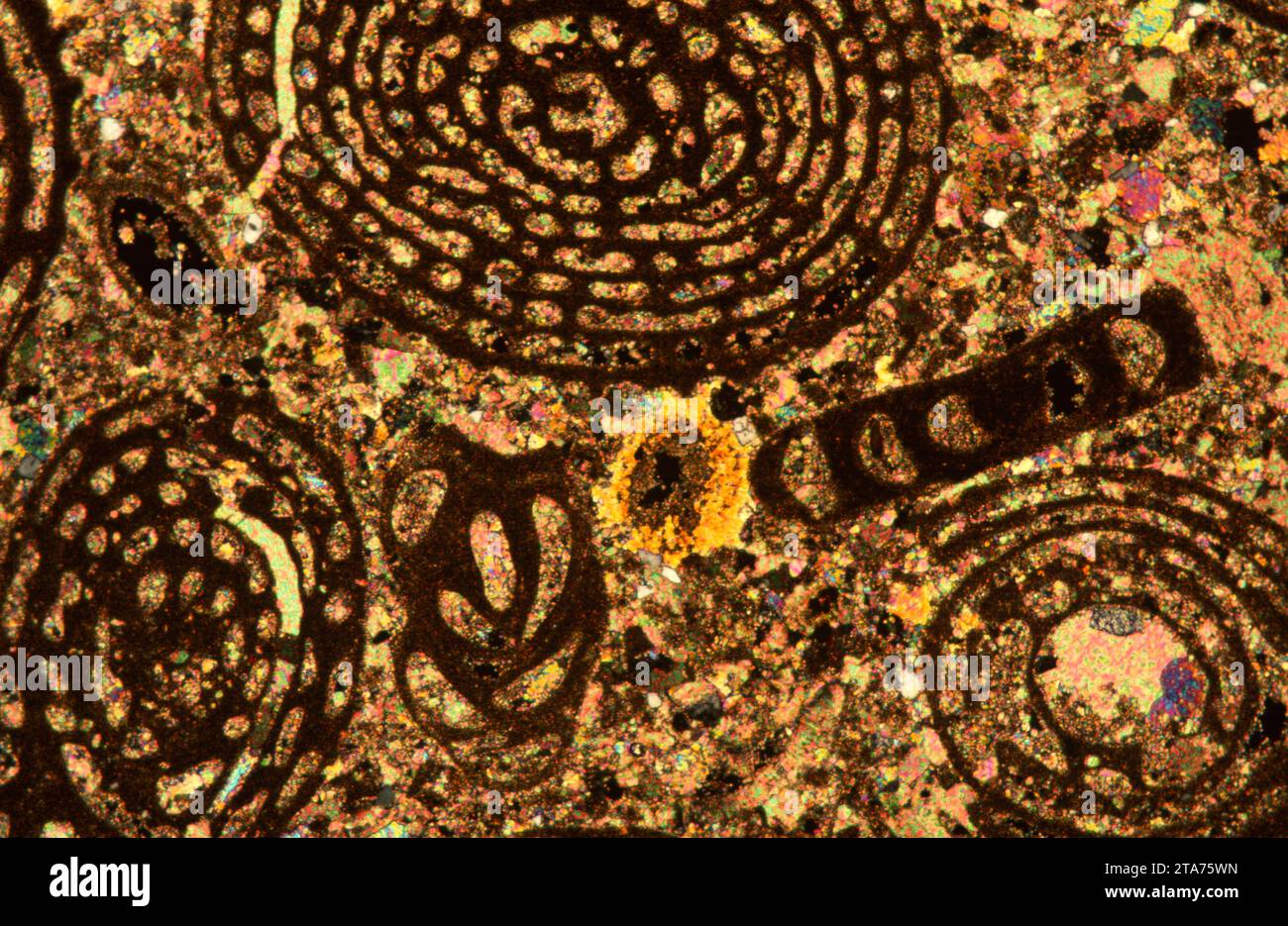 Calcaire avec Nummulites, une foraminifera éteinte. Photomicrographe, section mince, lumière polarisée. Banque D'Images