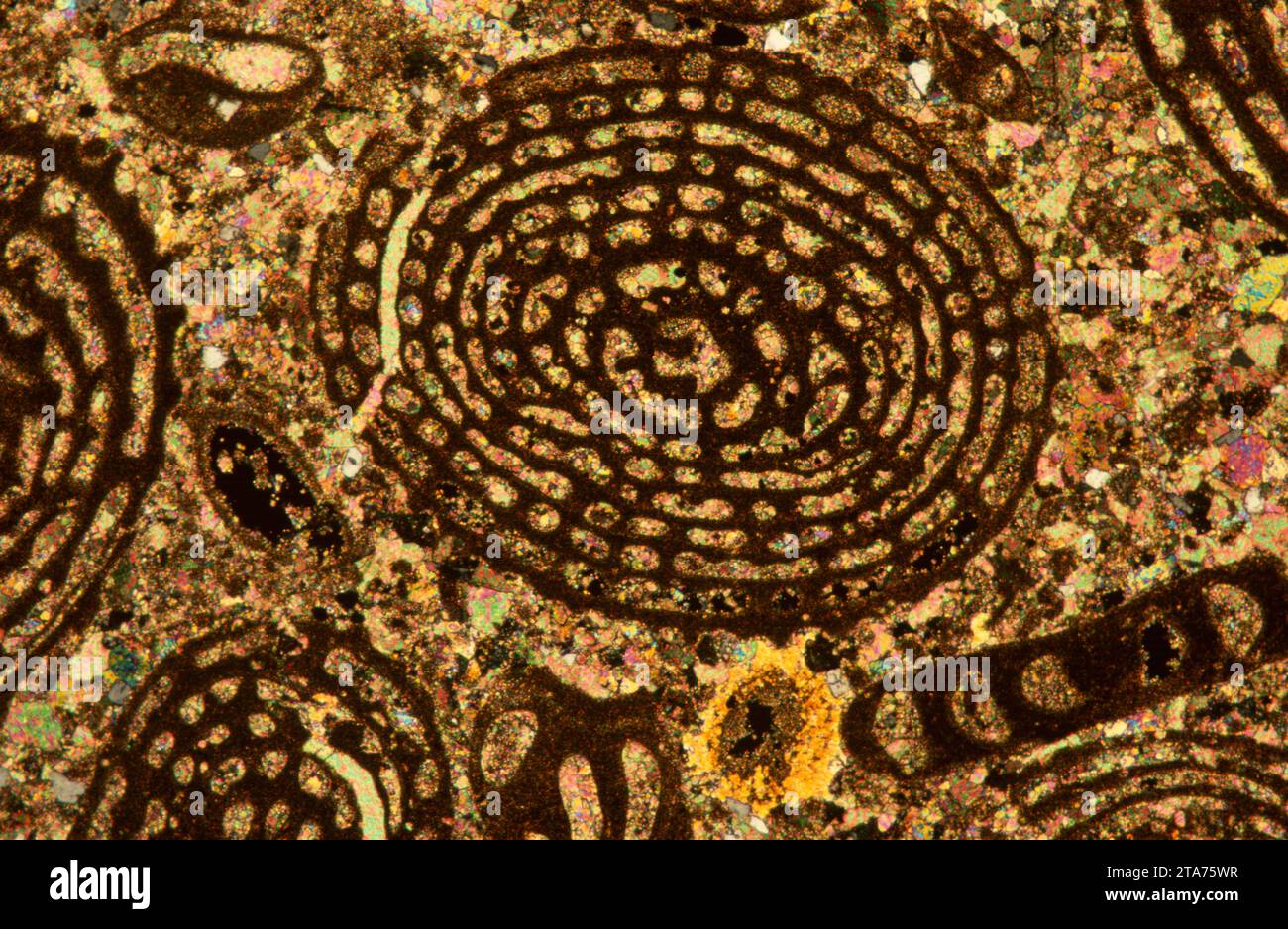 Calcaire avec Nummulites, une foraminifera éteinte. Photomicrographe, section mince, lumière polarisée. Banque D'Images