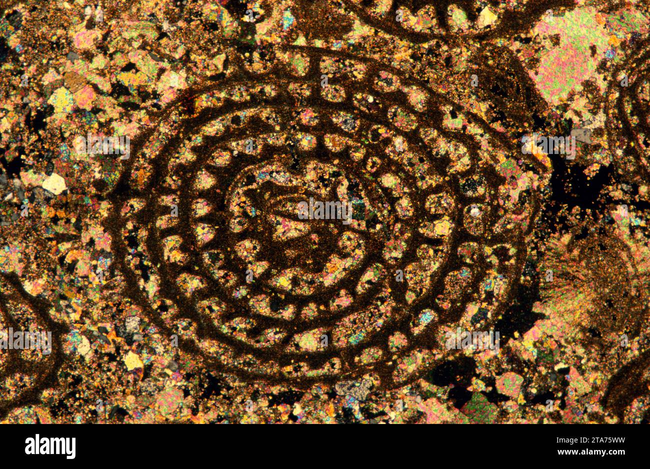 Calcaire avec Nummulites, une foraminifera éteinte. Photomicrographe, section mince, lumière polarisée. Banque D'Images