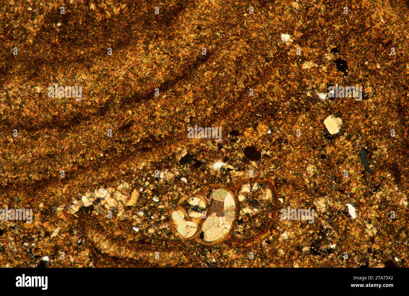 Le calcaire pisolitique est une sorte de roche sédimentaire. Photomicrographe, section mince, lumière polarisée. Banque D'Images