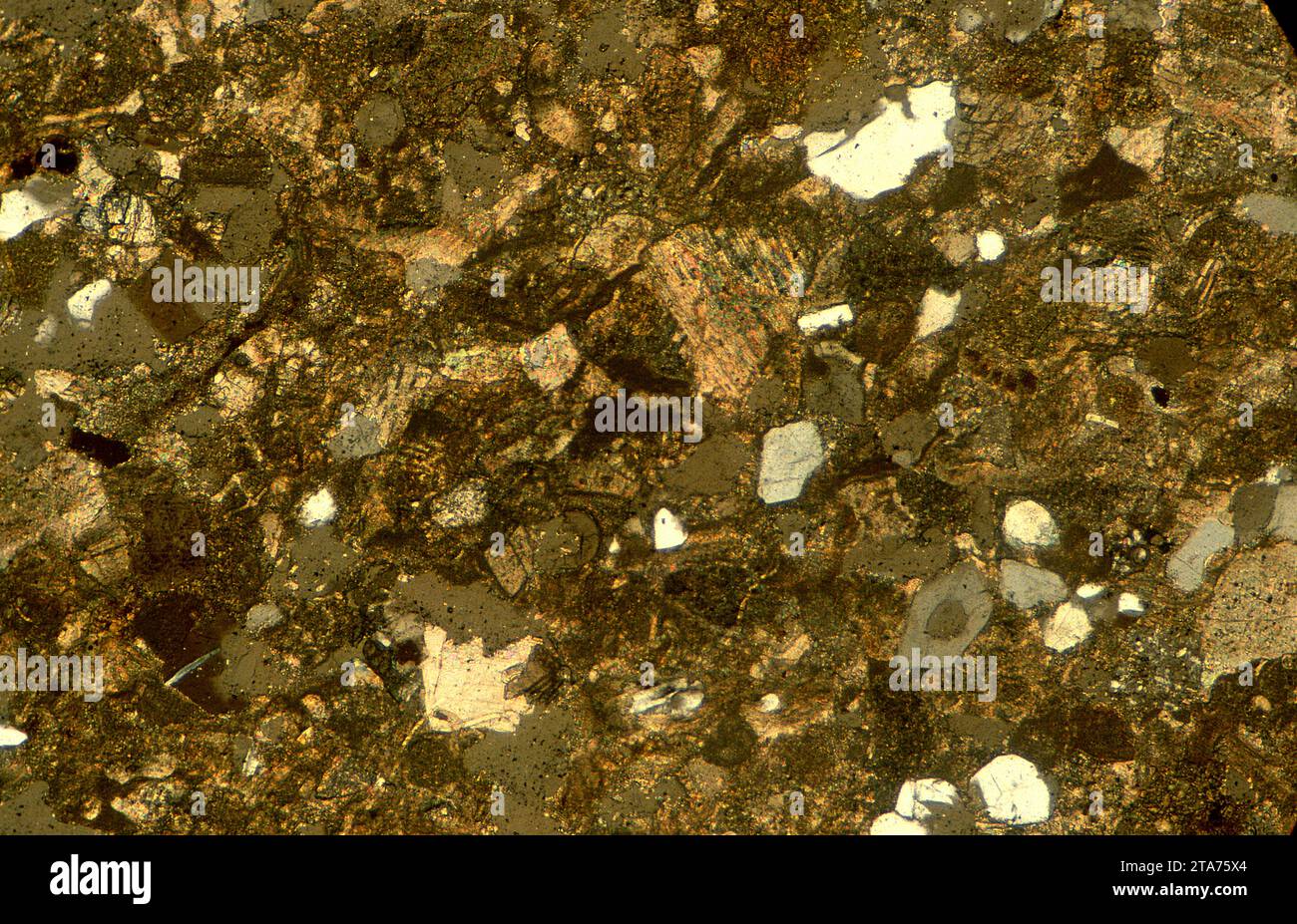 La brèche (microbreccia) est une roche sédimentaire. Photomicrographe, section mince, lumière polarisée. Banque D'Images