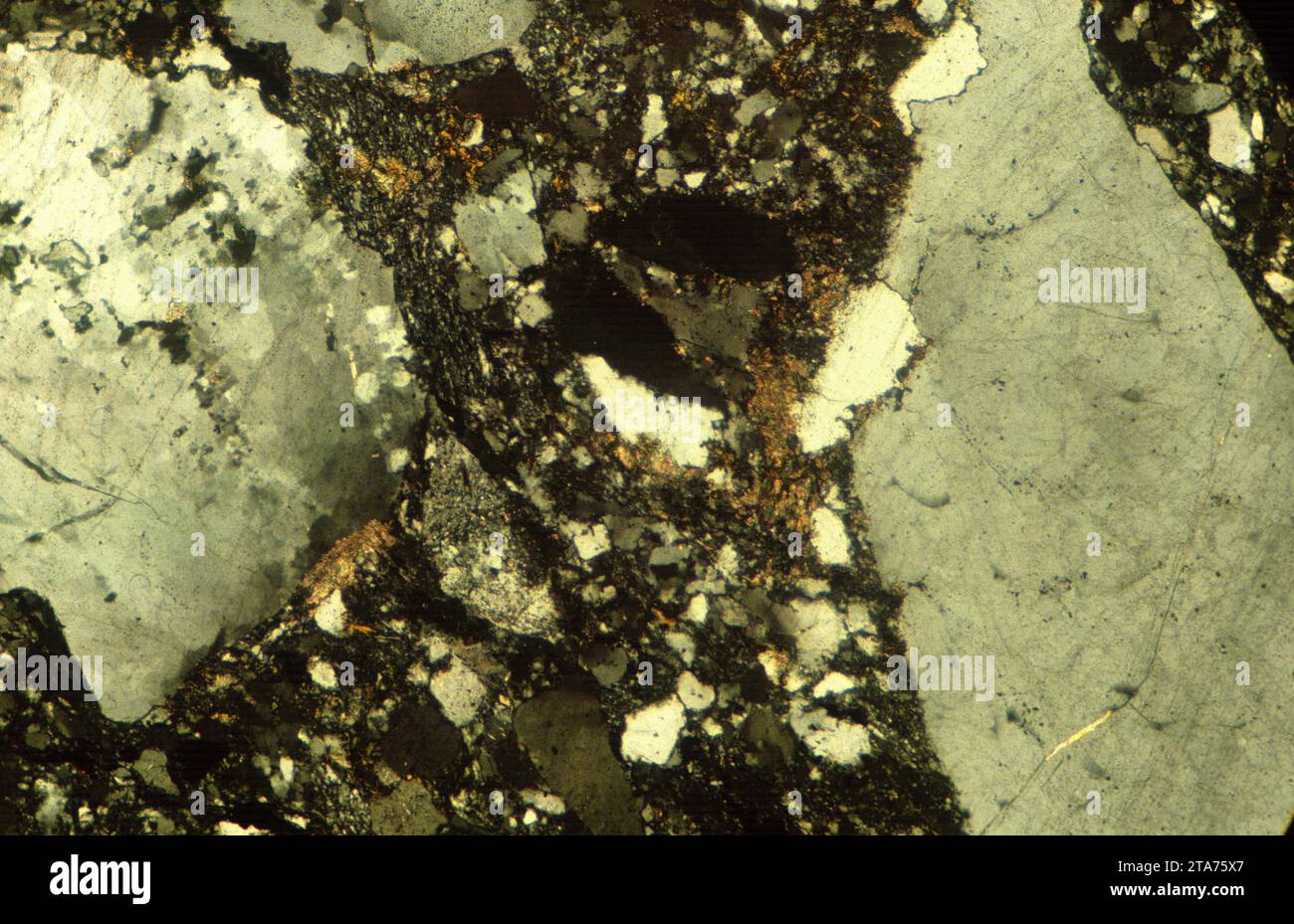 La brèche (microbreccia) est une roche sédimentaire. Photomicrographe, section mince, lumière polarisée. Banque D'Images