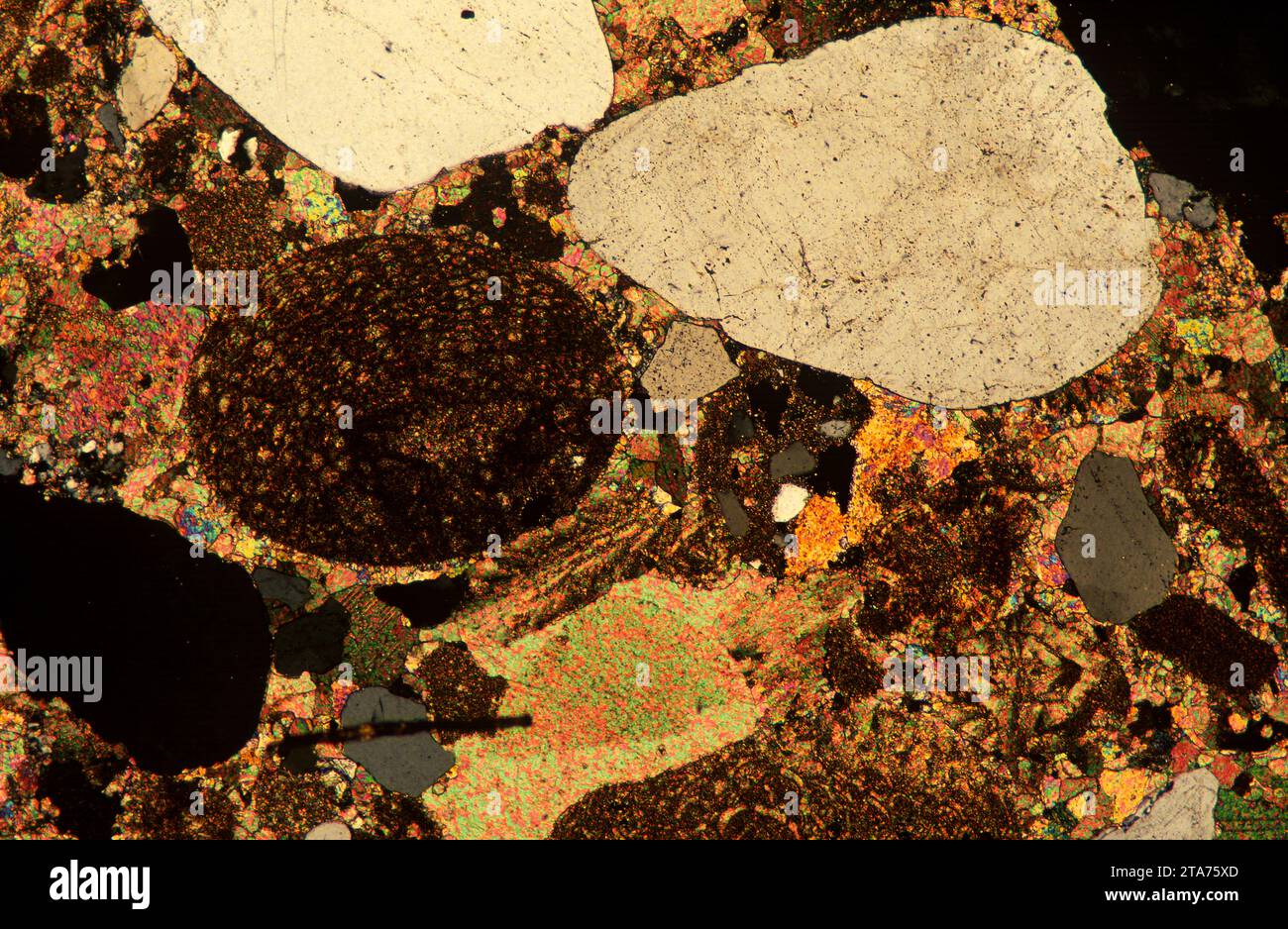 La pierre de pudding est une roche sédimentaire. Photomicrographe, section mince, lumière polarisée. Banque D'Images