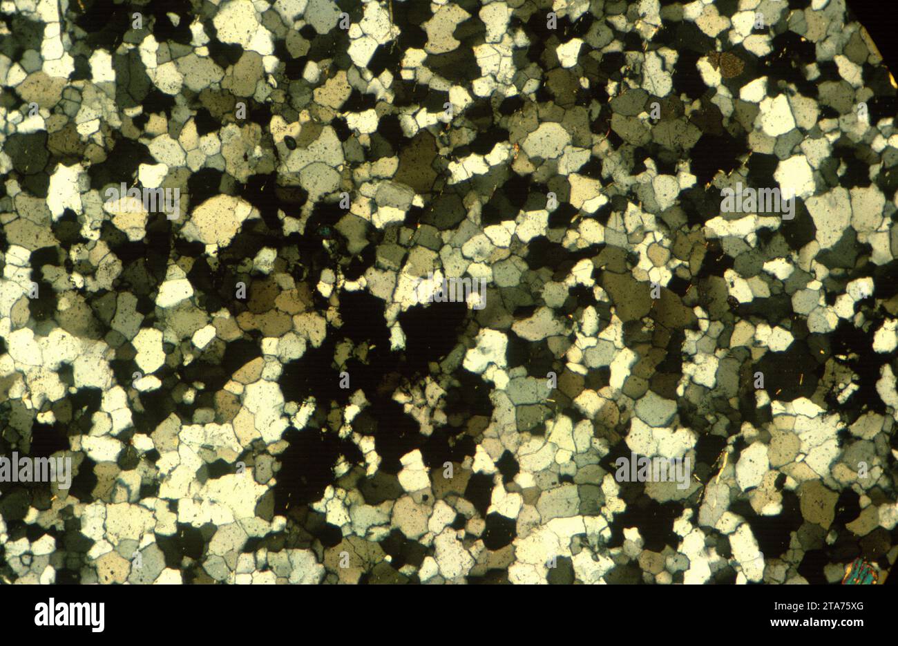 Hornfels est une roche métamorphique à grain fin. Photomicrographe, section mince, lumière polarisée. Banque D'Images