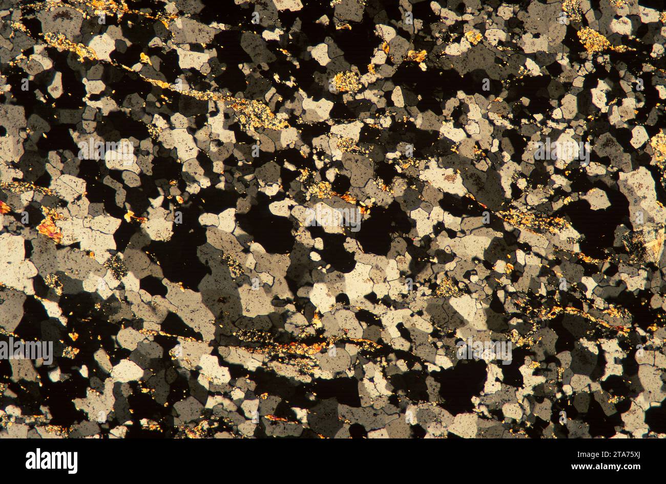 Le quartzite est une roche métamorphique principalement faite de quartz. Photomicrographe, section mince, lumière polarisée. Banque D'Images