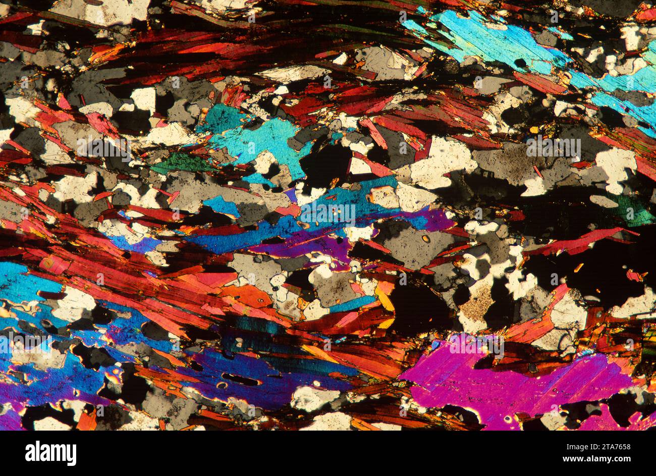 Le schiste est une roche métamorphique formée de mudstone. Photomicrographe, section mince, lumière polarisée. Banque D'Images