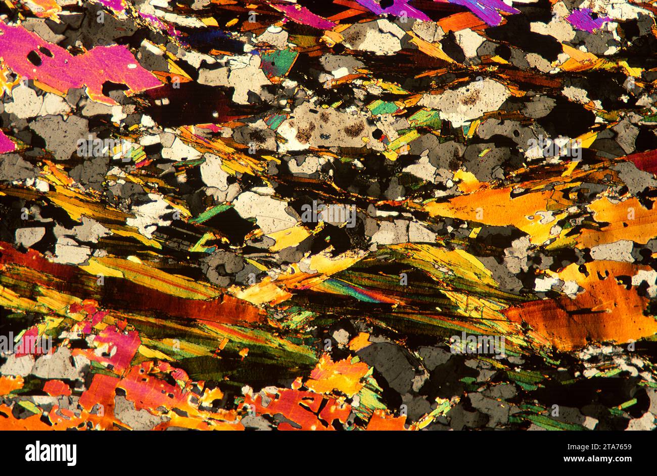 Le schiste est une roche métamorphique formée de mudstone. Photomicrographe, section mince, lumière polarisée. Banque D'Images