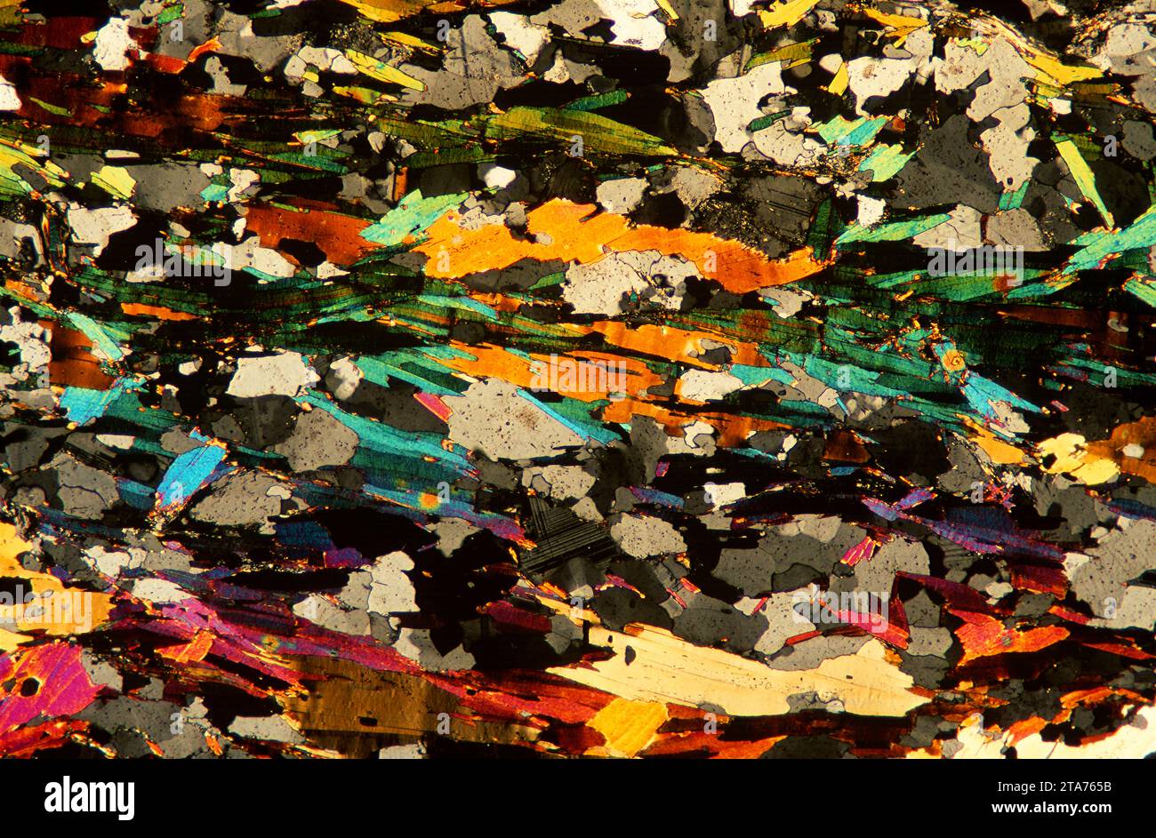 Le schiste est une roche métamorphique formée de mudstone. Photomicrographe, section mince, lumière polarisée. Banque D'Images