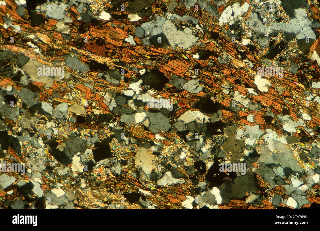 Le gneiss est une roche métamorphique à texture baguée. Photomicrographe, section mince, lumière polarisée. Banque D'Images