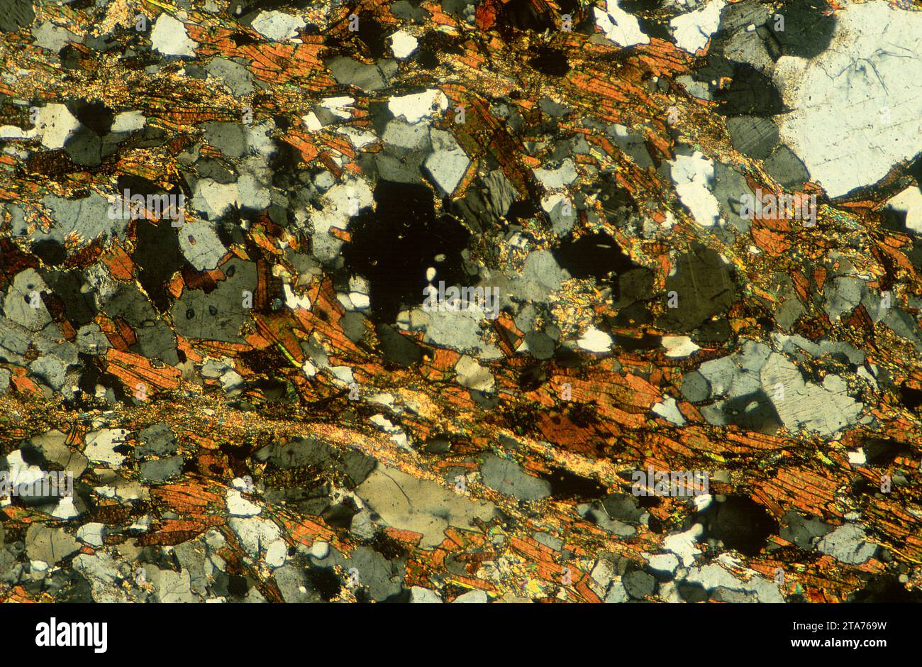 Le gneiss est une roche métamorphique à texture baguée. Photomicrographe, section mince, lumière polarisée. Banque D'Images