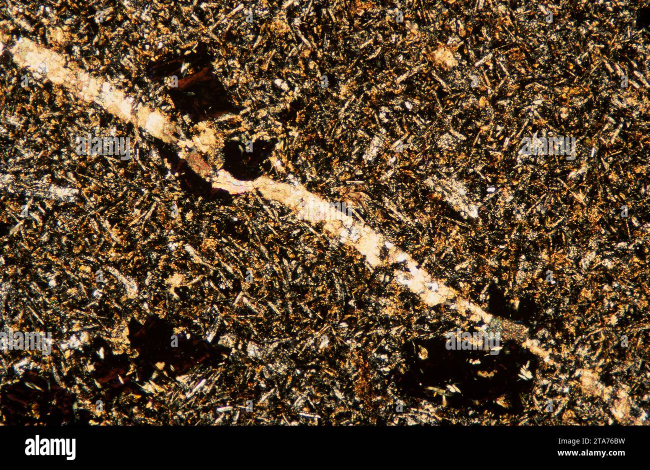 Le lamprophyre est une roche ignée ultrapotassique qui apparaît sous forme de digues. Photomicrographe, section mince, lumière polarisée. Banque D'Images