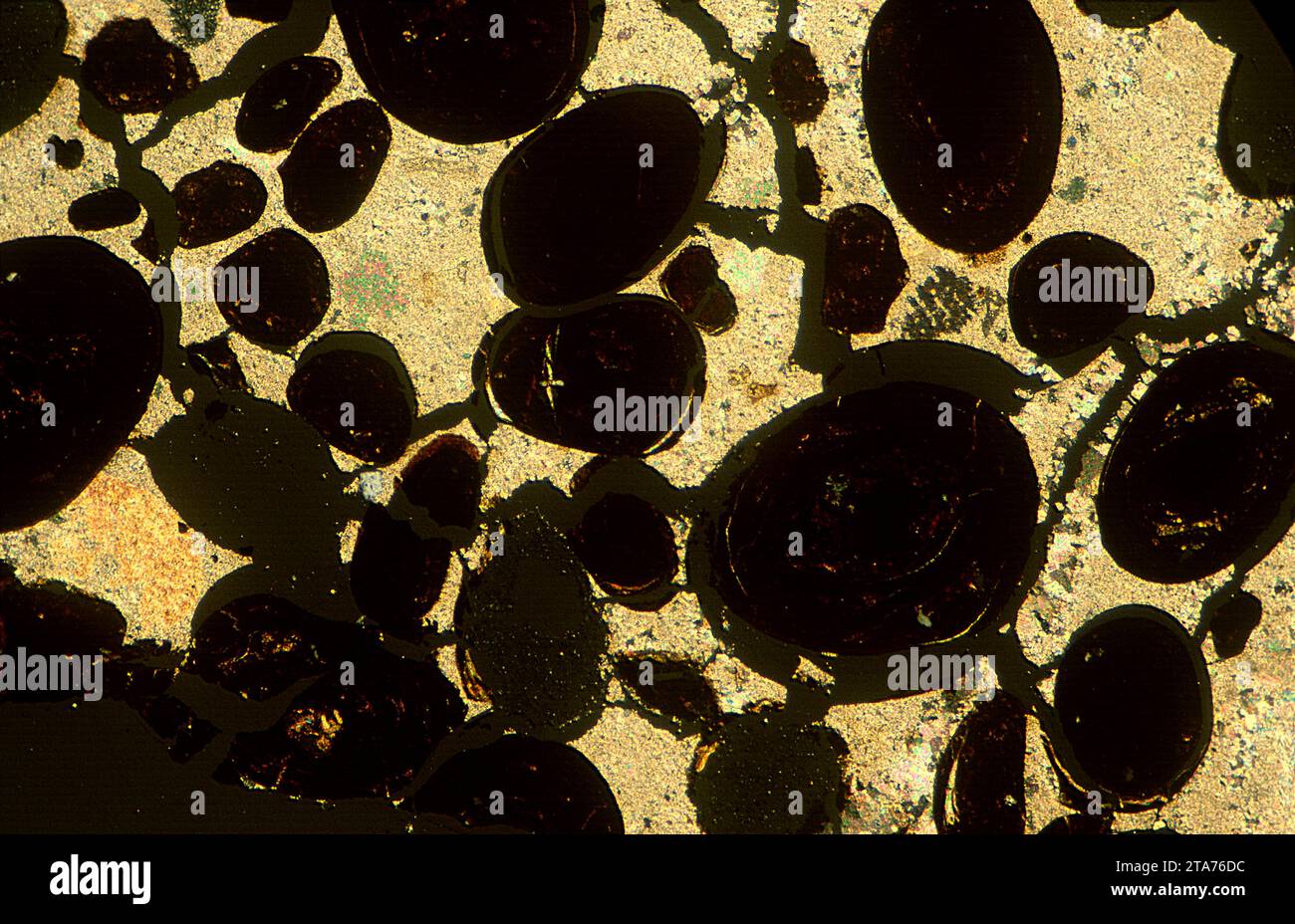 Limonite avec oolites. La limonite est un minéraloïde riche en fer. Photomicrographe, section mince, lumière polarisée. Banque D'Images