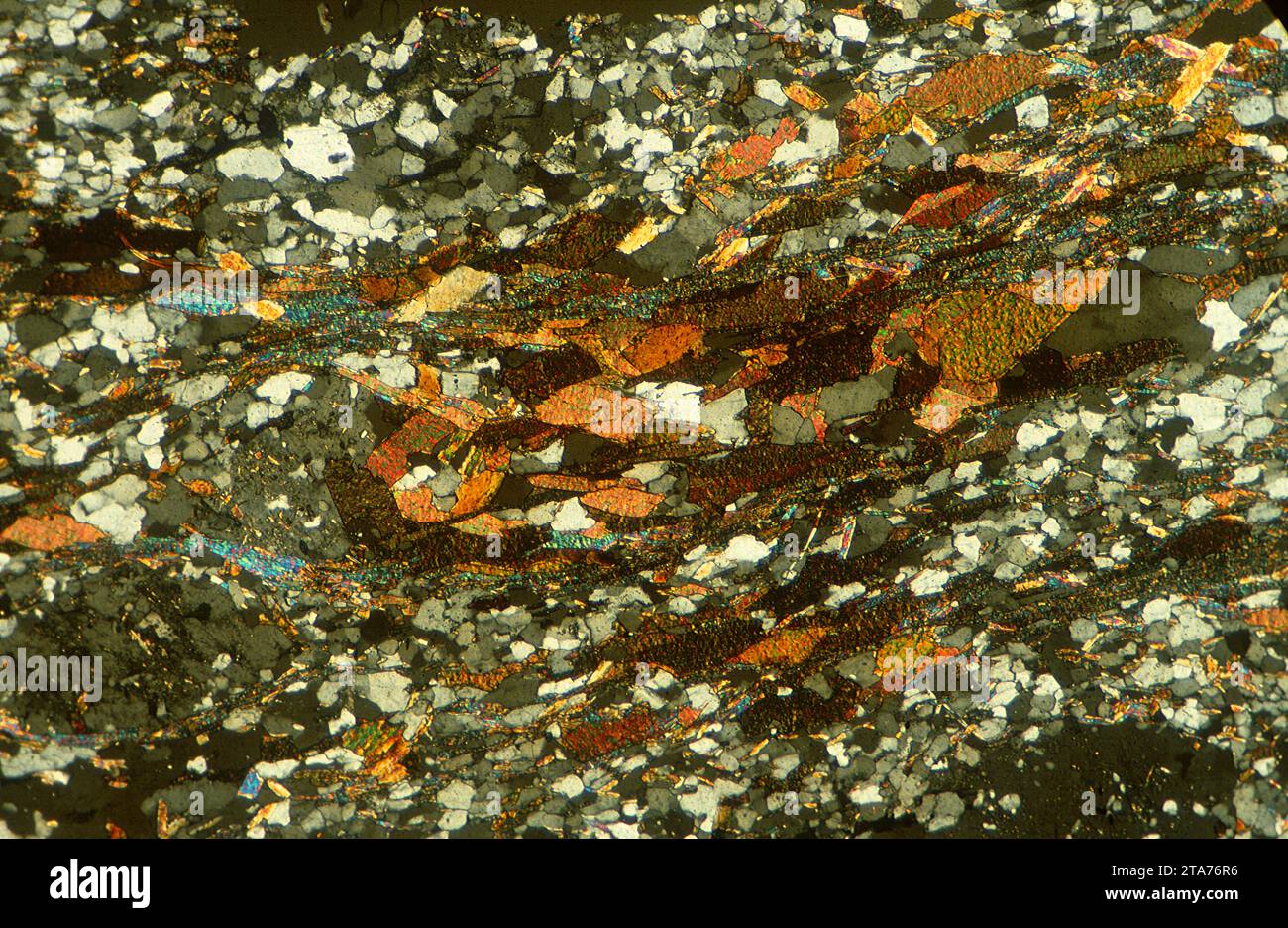 La micacite ou micaschiste est une variété de schiste riche en mica. Photomicrographe, section mince, lumière polarisée. Banque D'Images