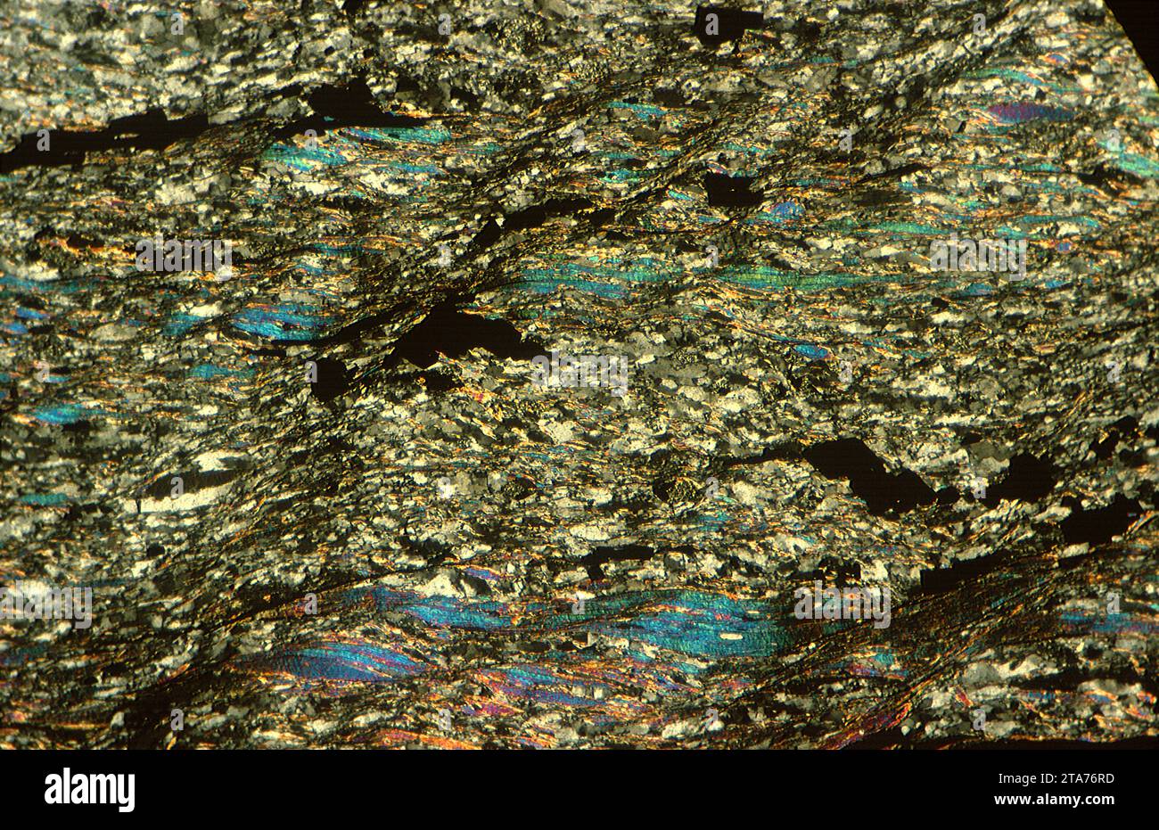 La micacite ou micaschiste est une variété de schiste riche en mica. Photomicrographe, section mince, lumière polarisée. Banque D'Images