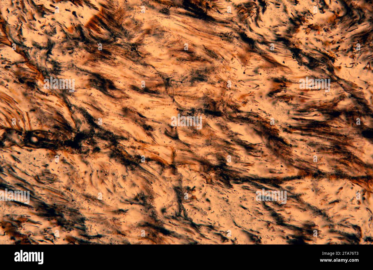 L'obsidienne est un verre volcanique. Photomicrographe, section mince, lumière polarisée. Banque D'Images