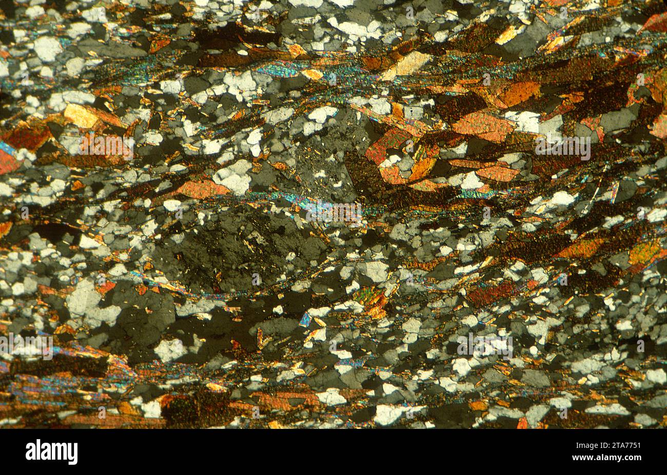 Le schiste faiblement métamorphique est une roche métamorphique. Photomicrographe, section mince, lumière polarisée. Banque D'Images