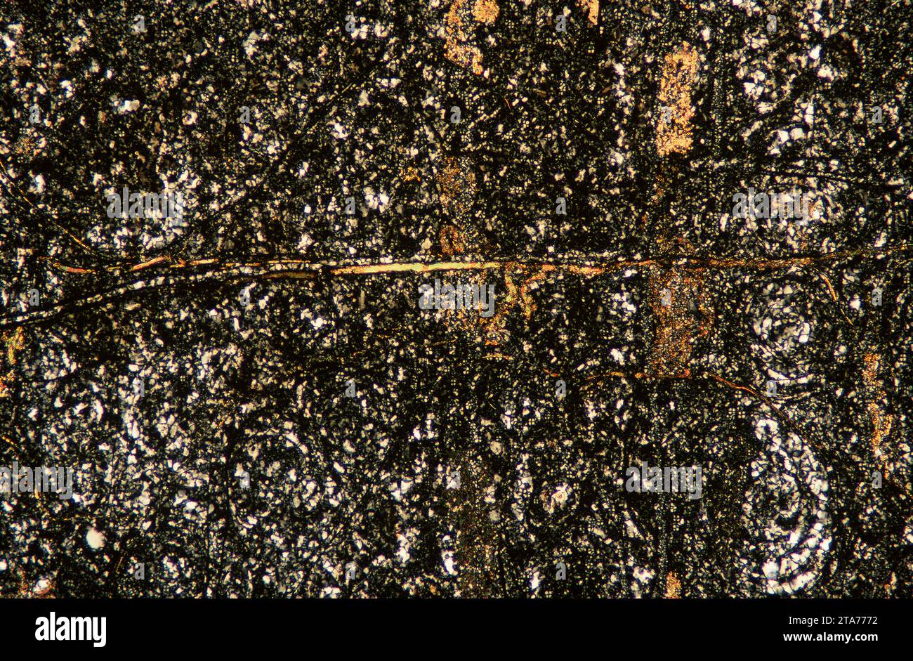 La rhyolite est une roche volcanique équivalente au granite intrusif. Photomicrographe, section mince, lumière polarisée. Banque D'Images