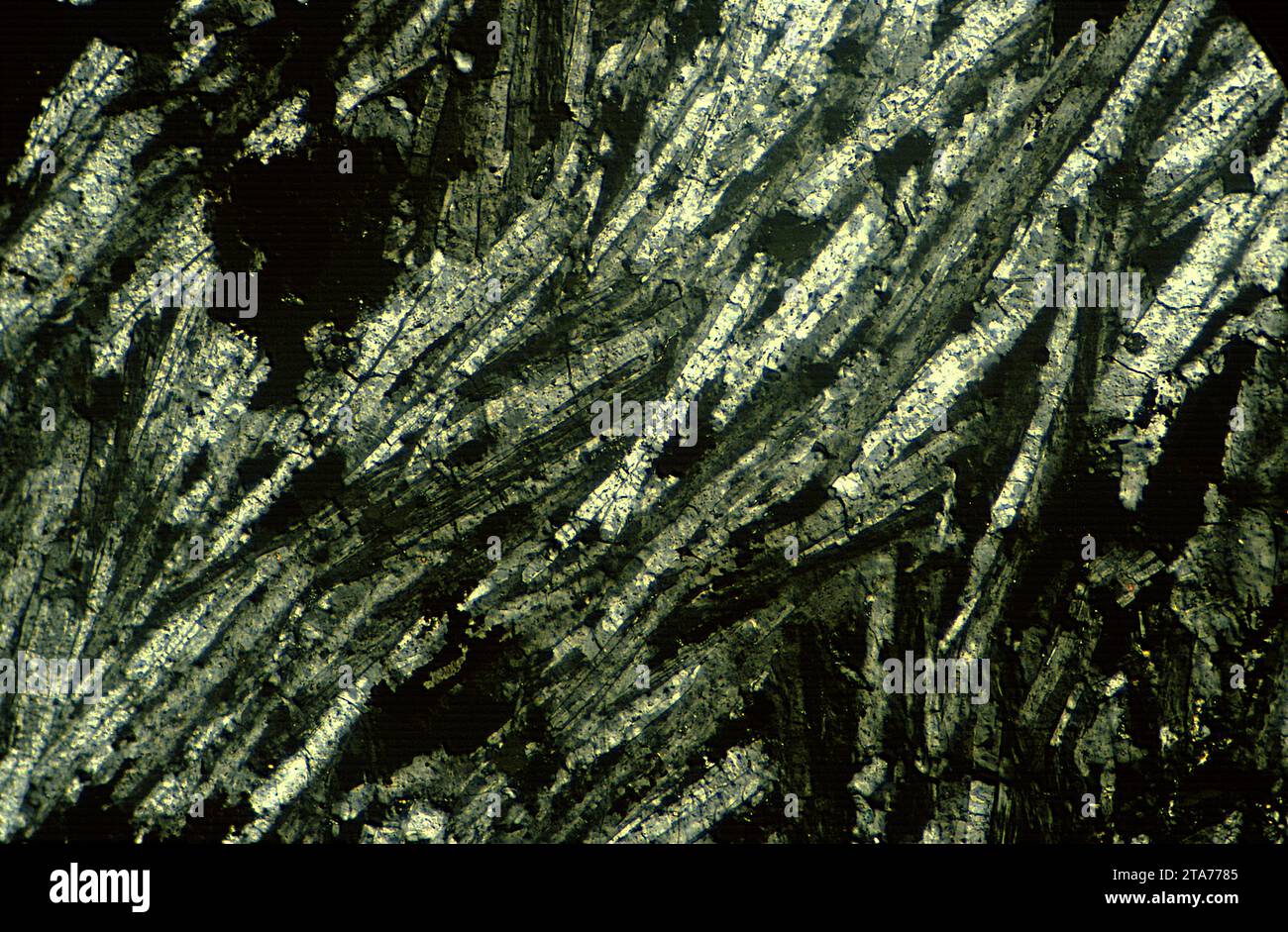 Trachyte est une roche extrusive ignée équivalente à la syénite plutonique. Photomicrographe, section mince, lumière polarisée. Banque D'Images