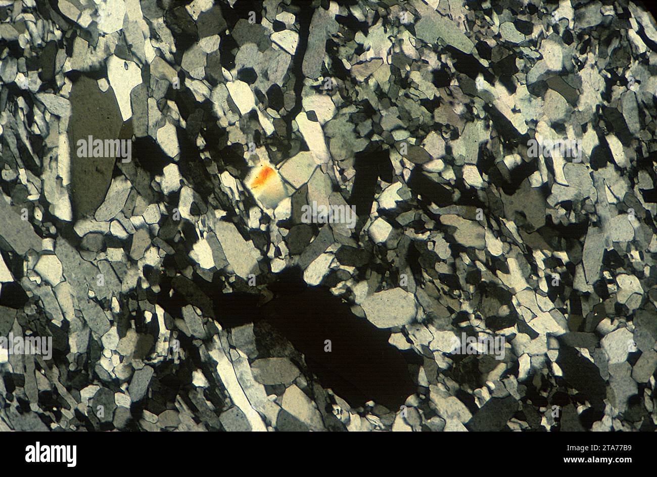 Le gypse est un minéral de sulfate de calcium. Photomicrographe, section mince, lumière polarisée. Banque D'Images