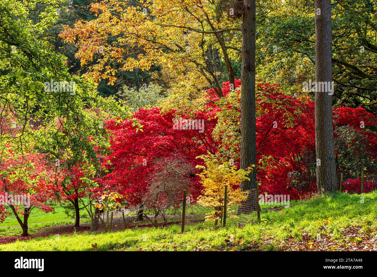 Couleurs d'automne à Batsford Arboretum, Batsford, Moreton in Marsh, Gloucestershire, Angleterre Royaume-Uni Banque D'Images