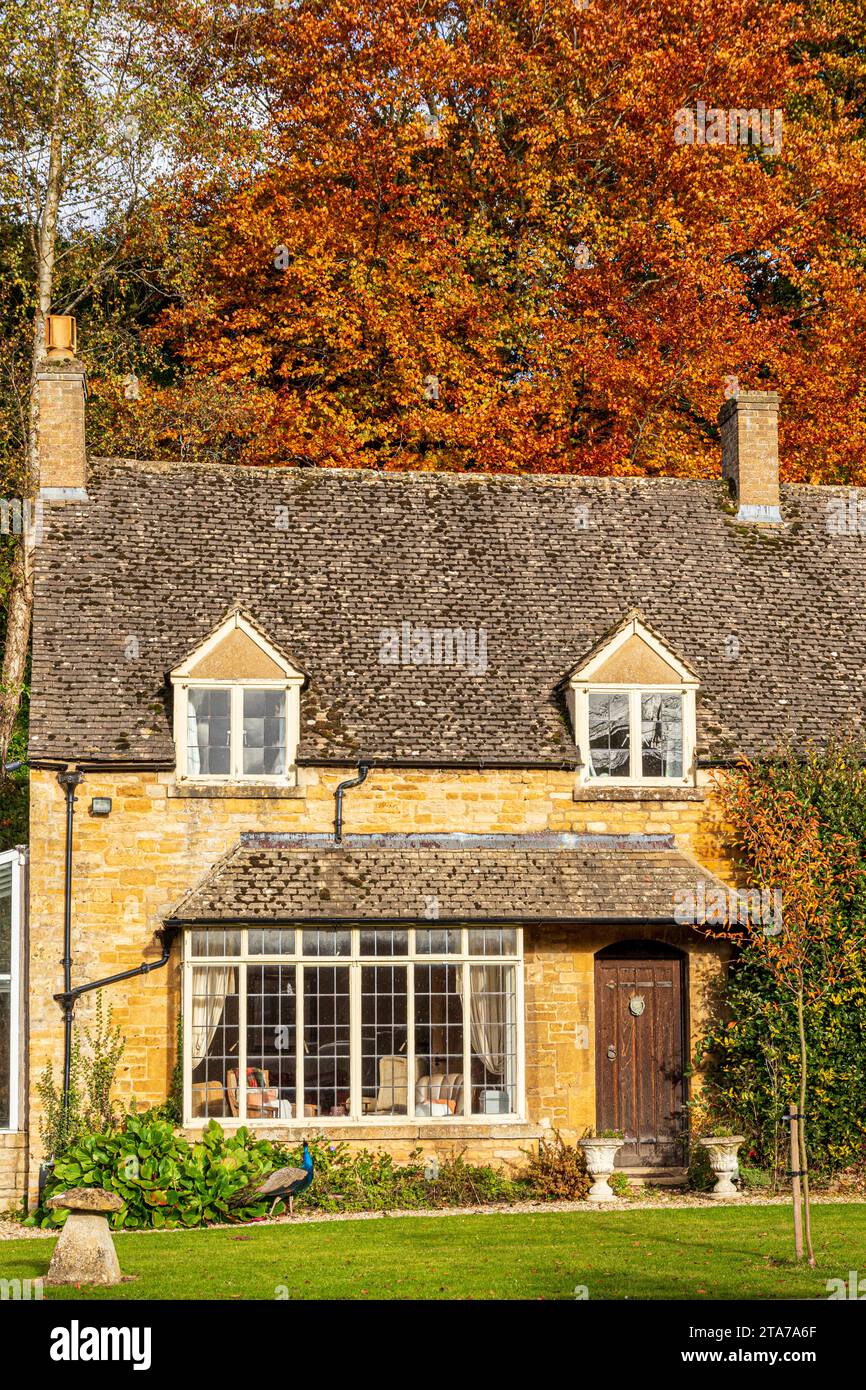 Couleurs d'automne et paon sur la pelouse devant les cottages de la brasserie Donnington, près du village Cotswold de Donnington, dans le Gloucestershire, en Angleterre Banque D'Images