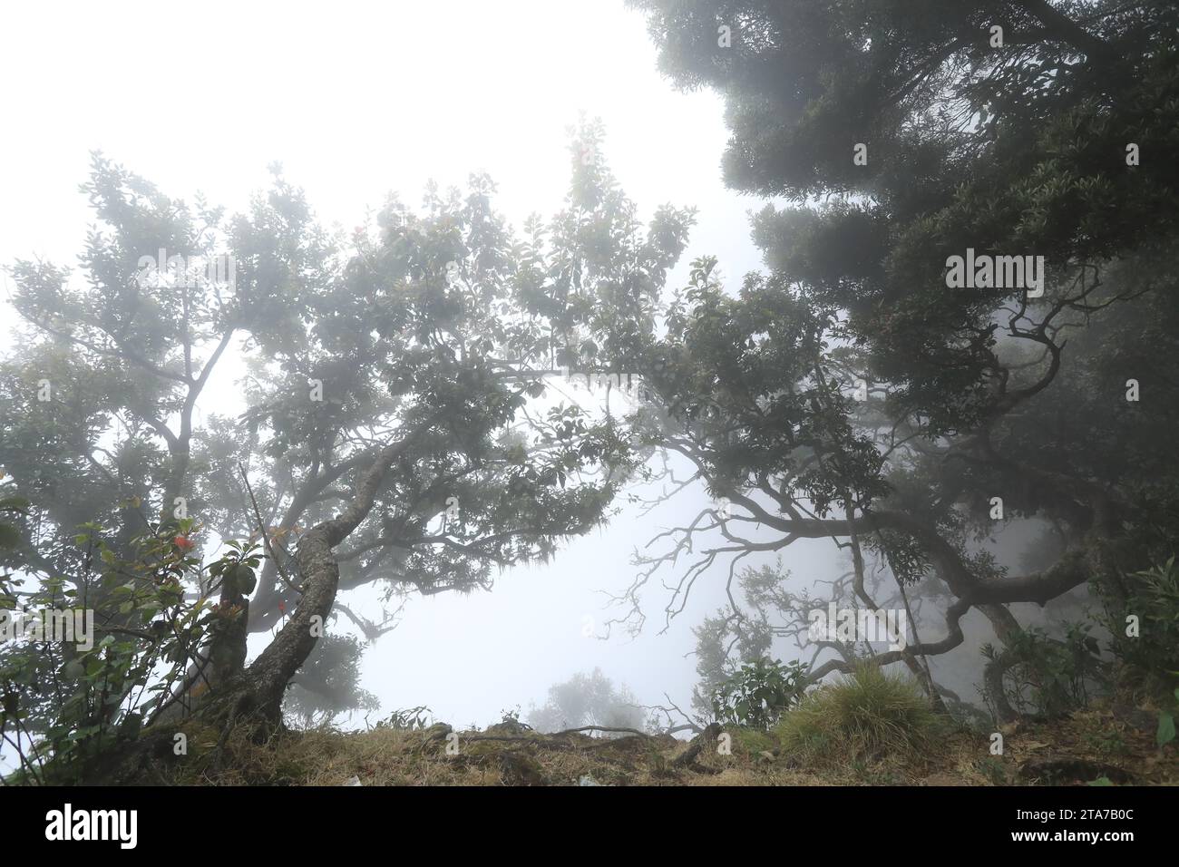 Paysage forestier tranquille sous un ciel clair Banque D'Images
