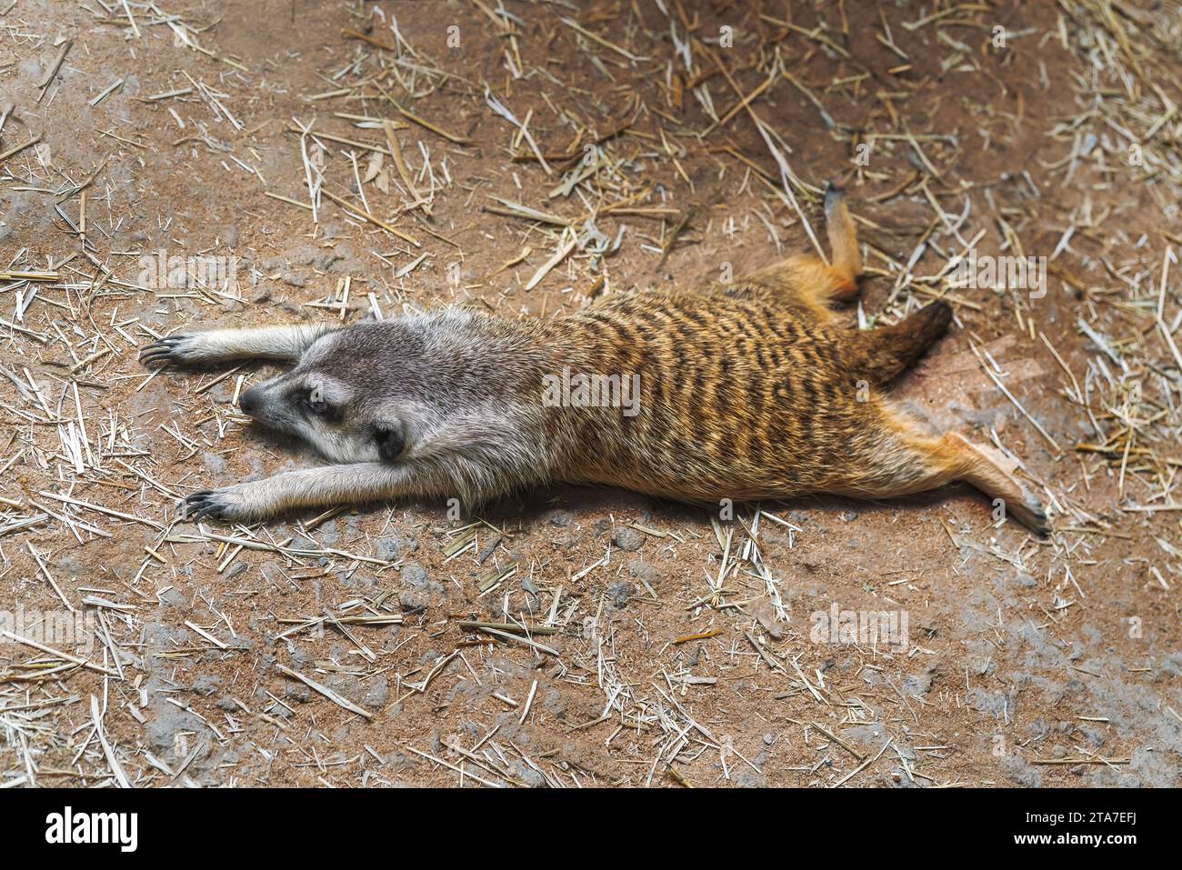 Meerkat à queue mince posé sur le sol (Suricata suricatta) Banque D'Images