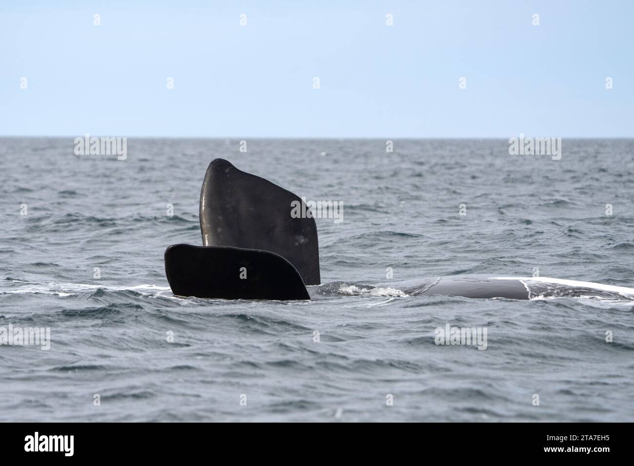 Baleine noire méridionale près de la péninsule de Valdés. Les baleines noires jouent à la surface. Baleines rares près de la côte Argentine. Océan Atlantique et Wha Banque D'Images