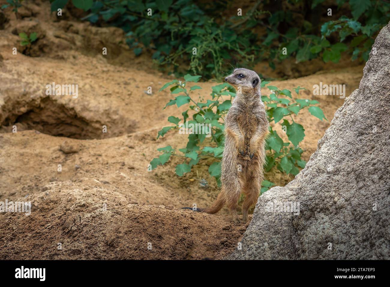 Meerkat à queue mince et vigilant (Suricata suricatta) Banque D'Images