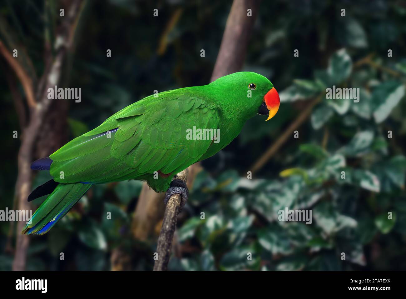 Eclectus Parrot mâle (Eclectus roratus) Banque D'Images