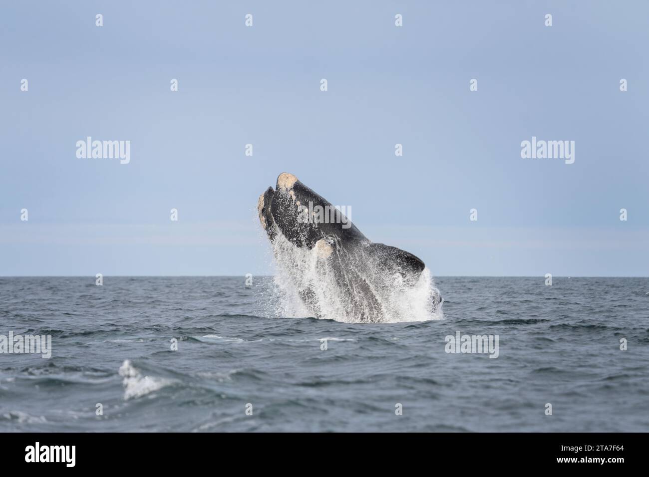 La baleine noire méridionale se brise près de la péninsule de Valdés. Les baleines noires jouent à la surface. Baleines rares près de la côte Argentine. Atlantique Banque D'Images La baleine noire méridionale se brise près de la péninsule de Valdés. Les baleines noires jouent à la surface. Baleines rares près de la côte Argentine. Atlantique Banque D'Images