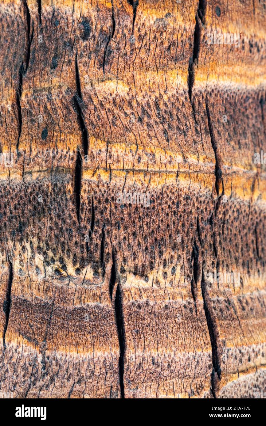 Gros plan vue texture de l'arbre de noix de coco pour fond naturel. Motif de vue verticale de cocotier brun à écorce craquelée. Banque D'Images