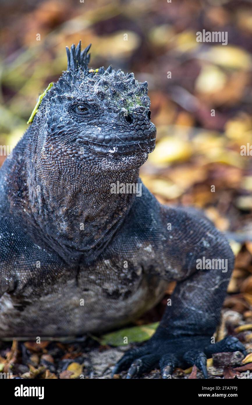 Iguane marin sur la plage en feuilles Banque D'Images