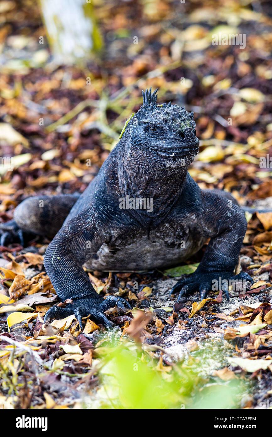 Iguane marin sur la plage en feuilles Banque D'Images