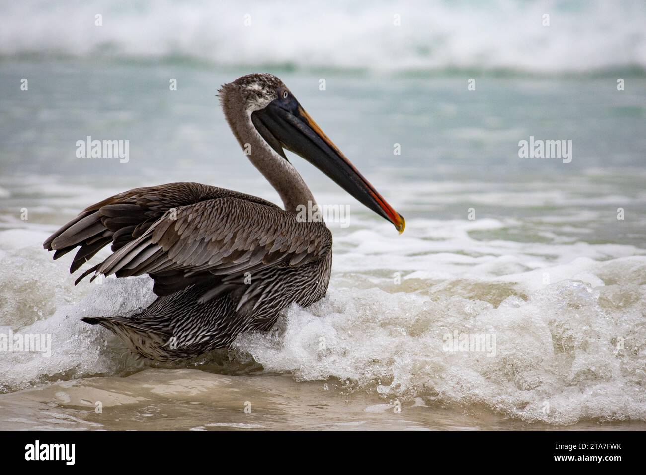 Pelican saute dans l'océan sur une plage de sable Banque D'Images