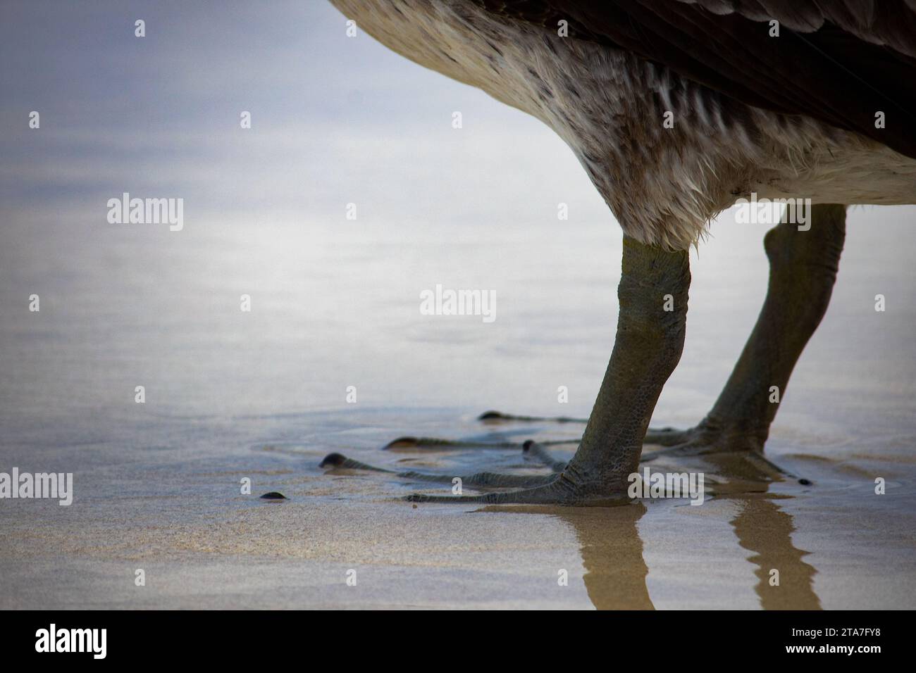 Pelican Feet à Sandy Beach Banque D'Images