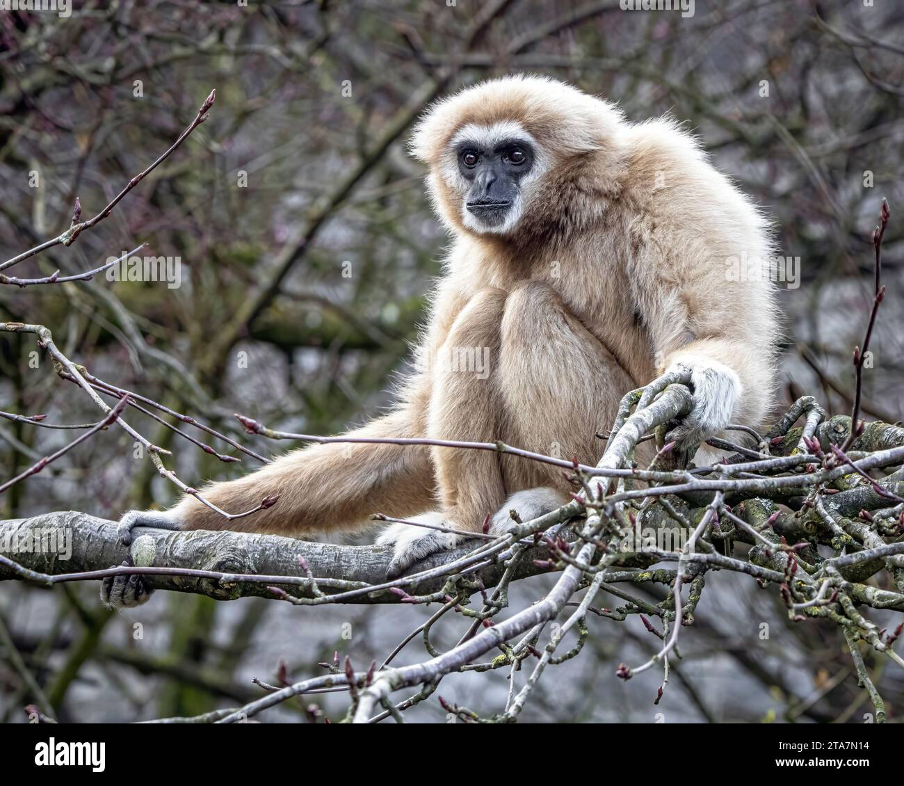 Gibbon Lar Banque D'Images