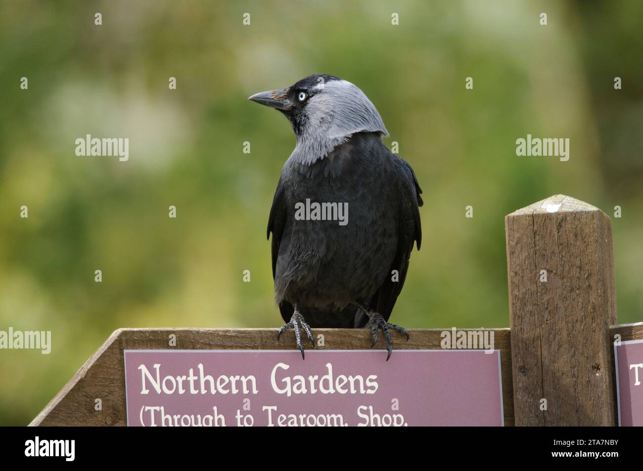 Raquette eurasienne Corvus monedula, perchée sur un panneau de direction, Cornouailles, Angleterre, Royaume-Uni, avril. Banque D'Images