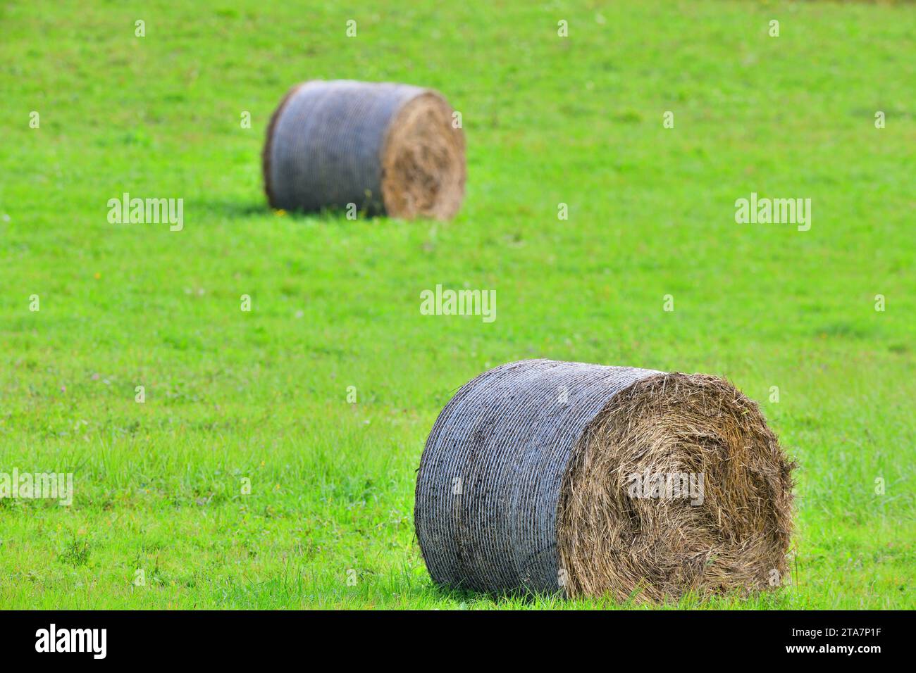 Des balles de foin reposent sur une prairie agricole fauchée pour l'alimentation hivernale des animaux domestiques Banque D'Images