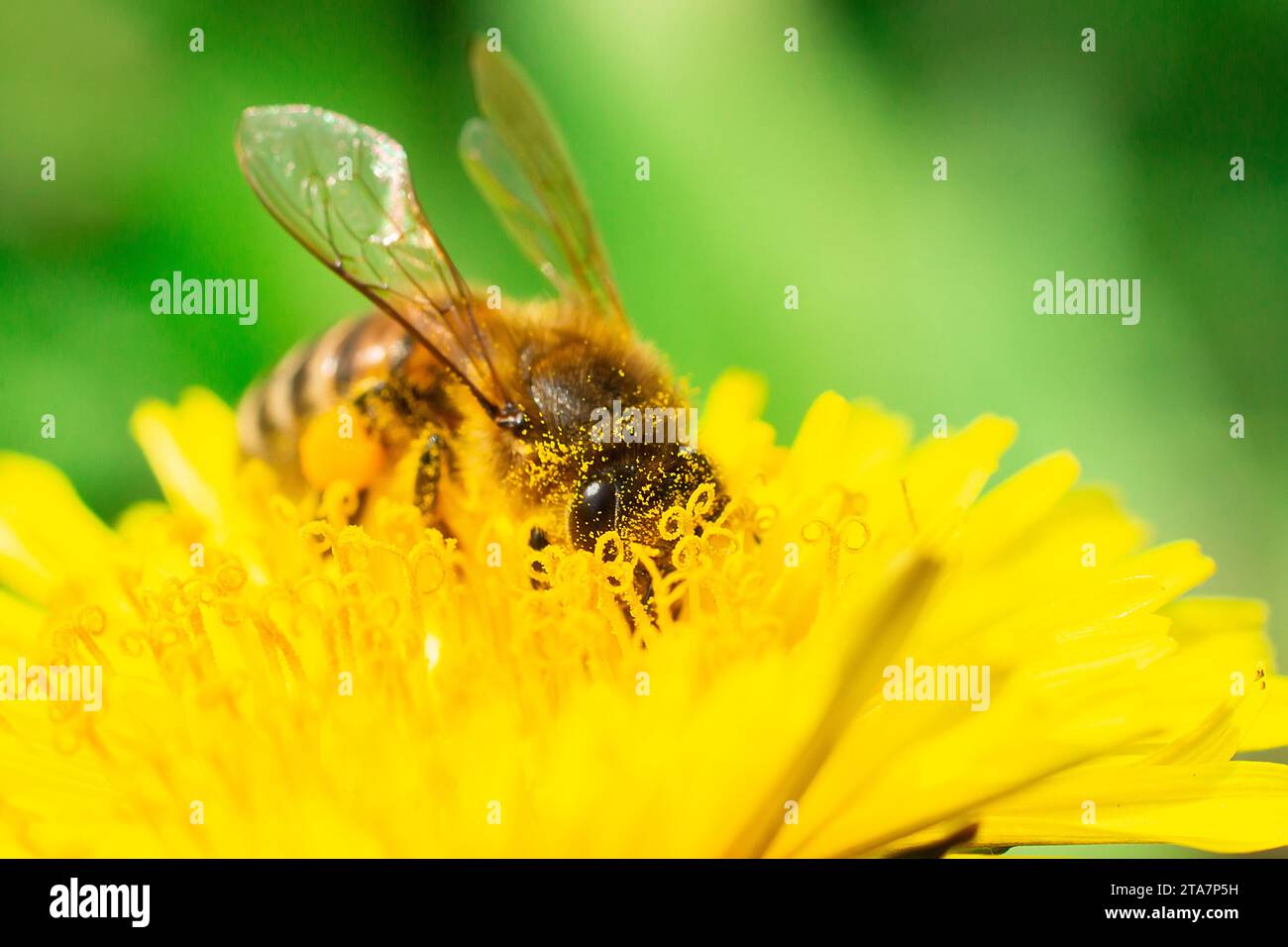 l'abeille recueille le nectar sur un pissenlit, un pissenlit jaune, une fleur, de l'herbe verte, du pollen jaune Banque D'Images