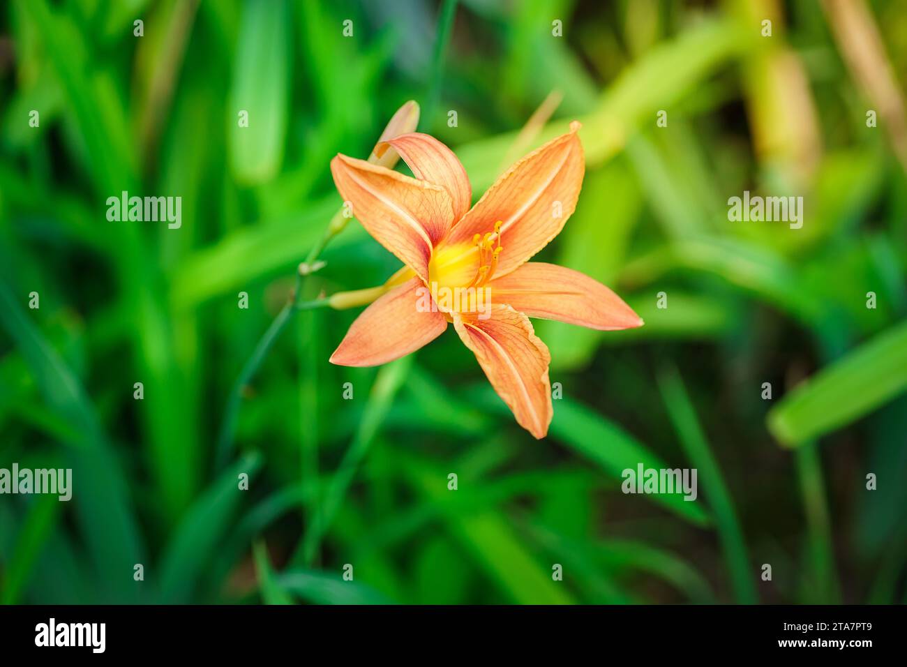 Gros plan d'une tête de fleur de nénuphar jaune-rouge Hemerocallis fulva Banque D'Images